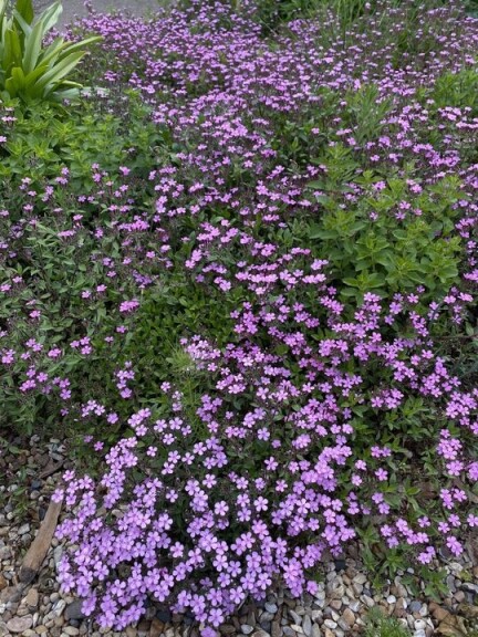 Мыльнянка базиликолистная #1, Р9 - - 3