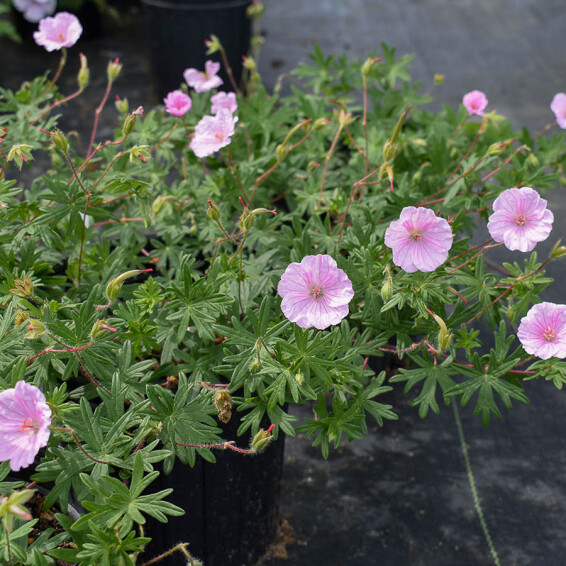 Герань кроваво-красная 'Striatum' - 2