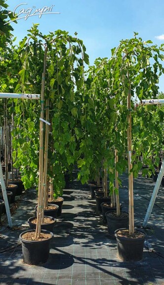 Шовковиця біла 'Pendula' - 2 Шовковиця біла 'Pendula' - 2