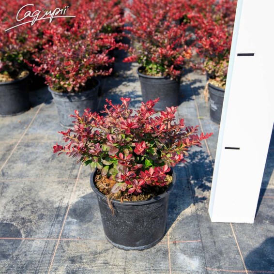 Барбарис Tунберга 'Atropurpurea Nana' - 5