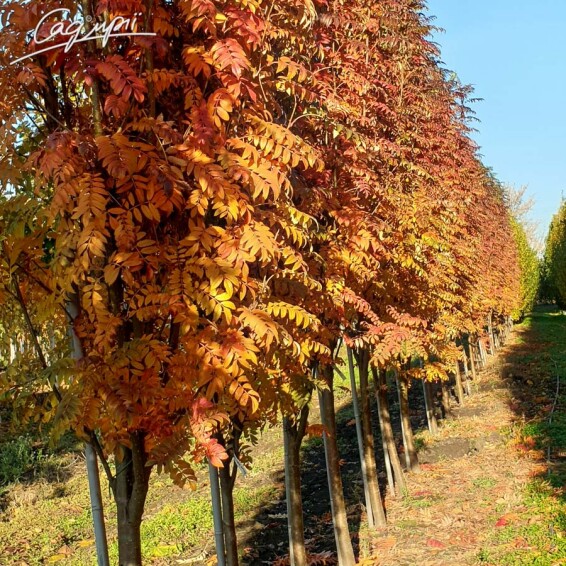 Горобина звичайна 'Autumn Spire' - 9