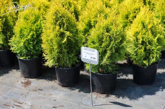Туя западная 'Golden Smaragd' ® - 6 Туя западная 'Golden Smaragd' ® - 6