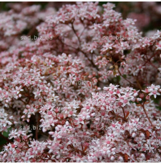 Очиток білий 'Mural'