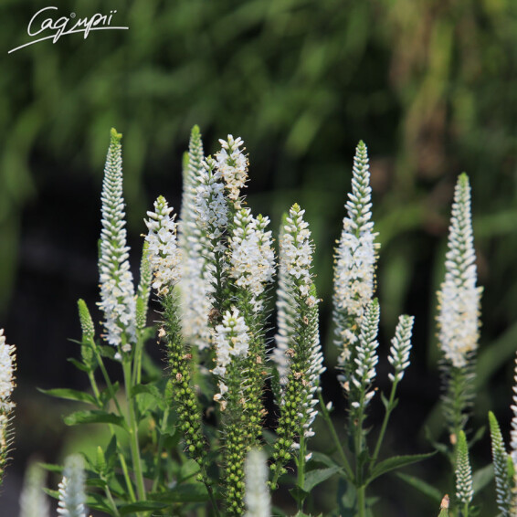 Вероника длиннолистная 'White' - 4