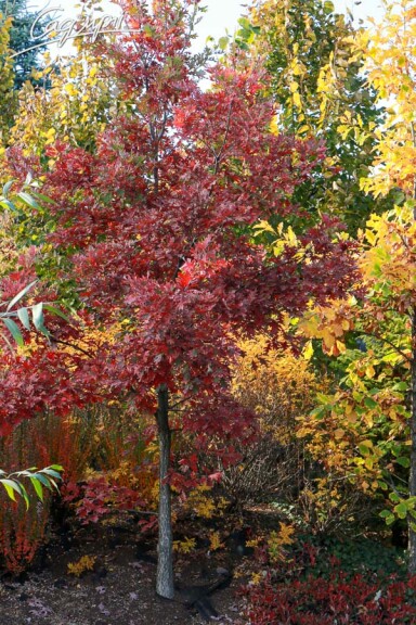 Дуб болотяний - 4 Дуб болотяний - 4