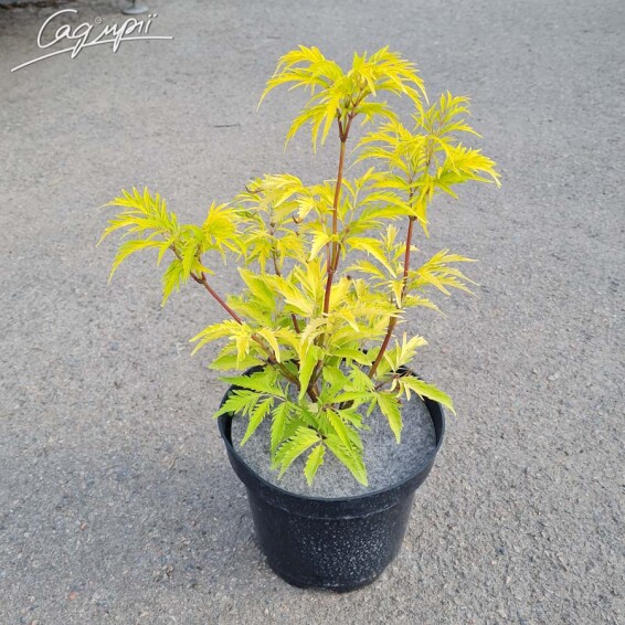 Бузина чорна 'Aurea' - 3