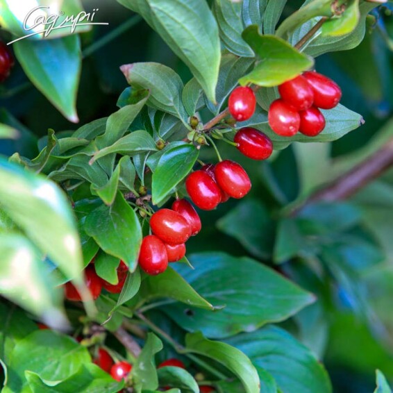 Кізіль звичайний - 1 Кізіль звичайний - 1