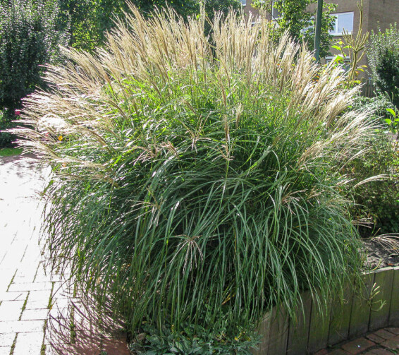 Міскантус китайський 'Kleine Fontane', C3 - - 11