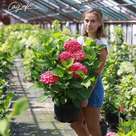 Гортензия крупнолистная 'Leuchtfeuer' #2, C3 - - 4