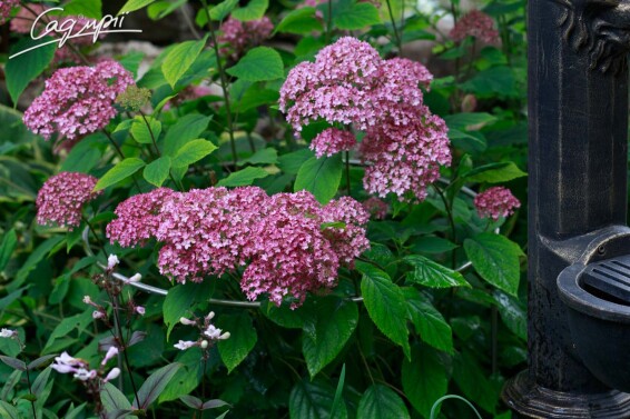 Гортензія деревовидна 'Pink Annabelle' - 6
