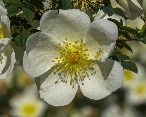 Роза бедренцелистная - 9