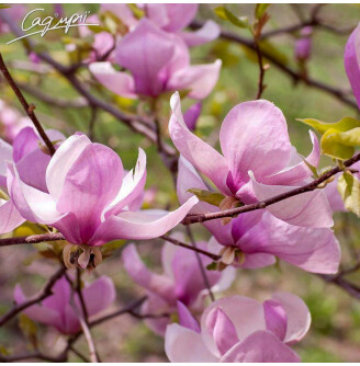 Магнолія гибридна 'George Henry Kern'