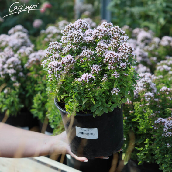 Материнка звичайна 'Compactum' - 6