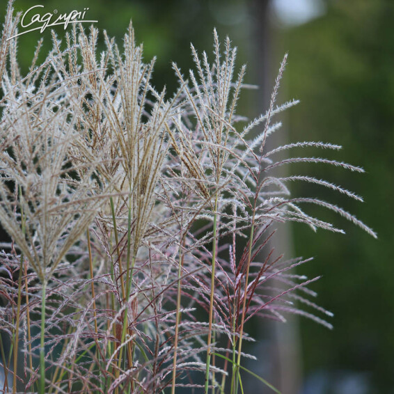 Міскантус китайський 'George' - 1