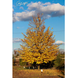 Липа сердцелистная