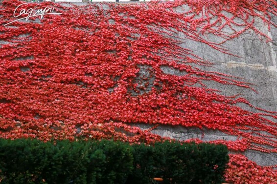 Виноград тригострокінцевий 'Veitchii' - 8