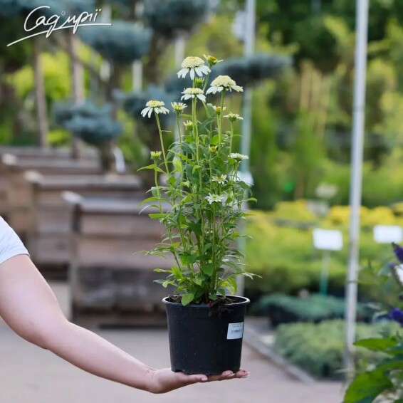 Ехінацея пурпурна 'White Double Delight'® #1, C2 - - 6