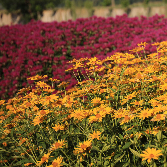 Геліопсис соняшниковидний ‘Loran Sunshine' #1, C2 - - 3