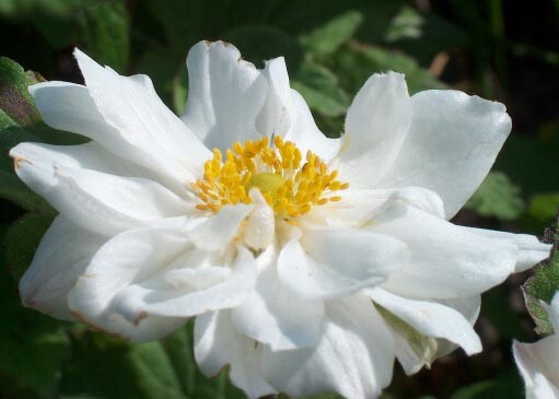 Анемона японская 'Whirlwind' - 1