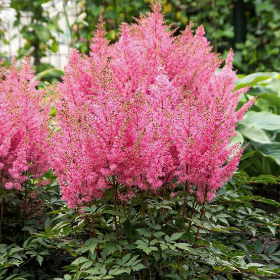 Астильба гибридная ‘Younique Pink®’ (PBR) #1, ГК - - 3