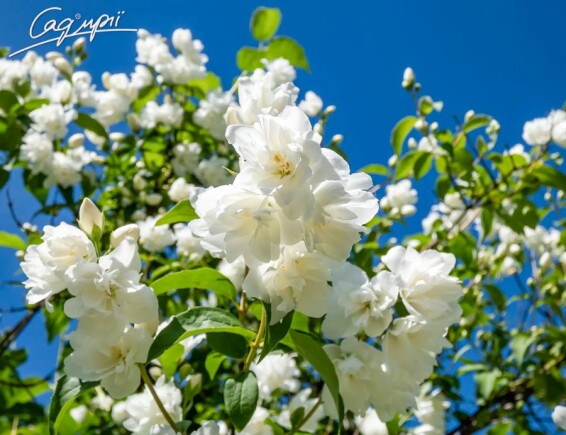 Жасмін садовий 'Virginal' - 4