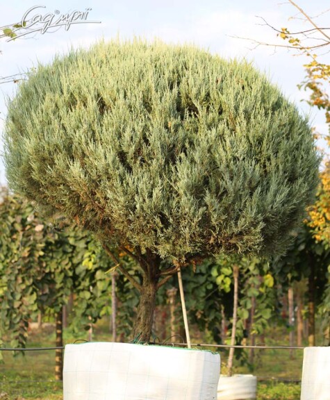 Ялівець скельний 'Moonglow' #3, WRB солитер St. 70-80 - 8