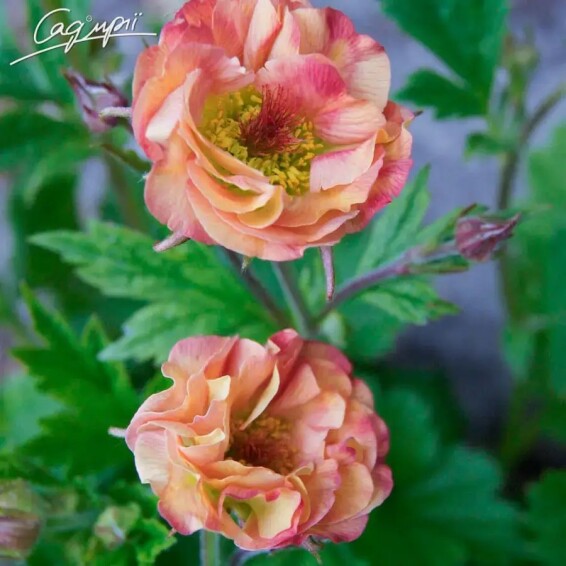 Гравілат чилійський 'Mai Tai' - 5