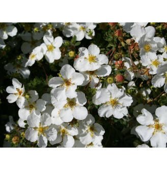 Перстач кущовий 'Manchu'