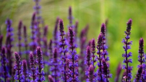 Готуємось до Трійці: “Сад мрії” дарує ЗНИЖКИ 