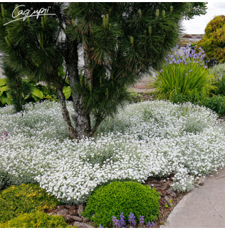 Роговик повстяний