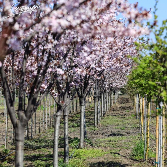 Слива розчепірена 'Nigra' - 17