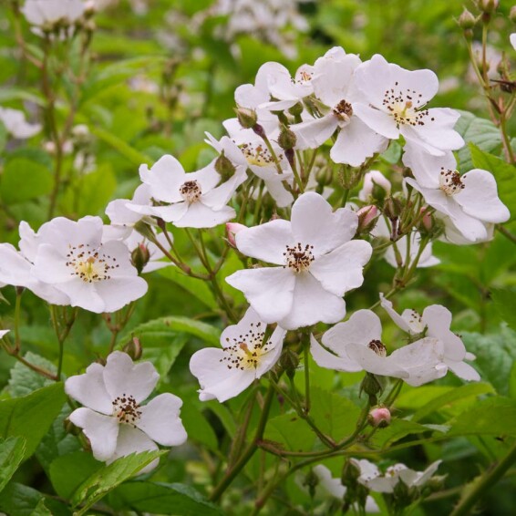 Троянда багатоквіткова, C25 175-200 - 4