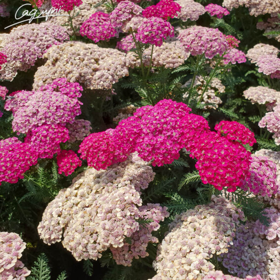 Деревій звичайний 'Saucy Seduction' - 1 Деревій звичайний 'Saucy Seduction' - 1