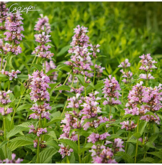 Котовник напівсидячий 'Candy Cat'