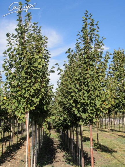 Липа сердцелистная 'Greenspire' #5, WRB 35--40 600-700 St. 180 - 1