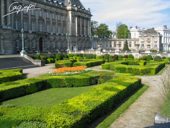 Самшит вечнозеленый - 2