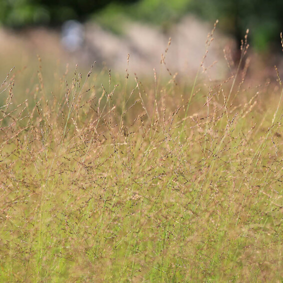 Просо прутьевидное 'Rotstrahlbusch', C3 - - 2 Просо прутьевидное 'Rotstrahlbusch', C3 - - 2