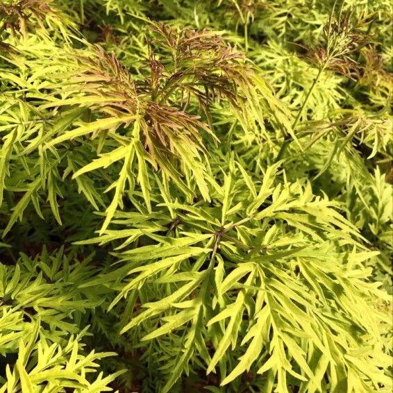 Бузина 'Lemony Lace' #1, С5 - - 2 Бузина 'Lemony Lace' #1, С5 - - 2