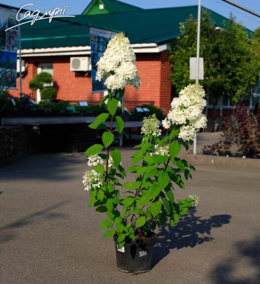 Гортензія волотиста 'Phantom' - 3 Гортензія волотиста 'Phantom' - 3