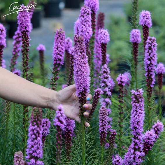 Ліатріс колосковий 'Kobold' - 2 Ліатріс колосковий 'Kobold' - 2