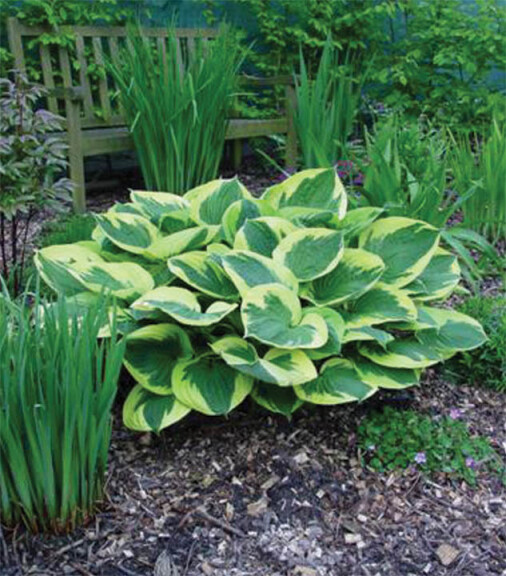 Хоста 'Anne' - 1