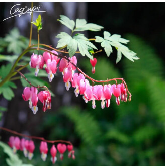 Дицентра великолепная