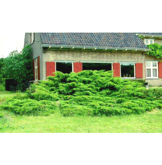 Можжевельник средний 'Wilhelm Pfitzer'