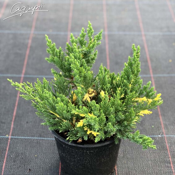 Можжевельник китайский 'Expansa Variegata' - 4