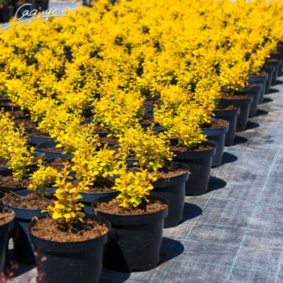 Барбарис Тунберга 'Aurea' - 3