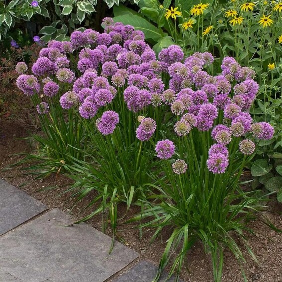 Аллиум (декоративный лук) 'Millennium', Р9 - - 4