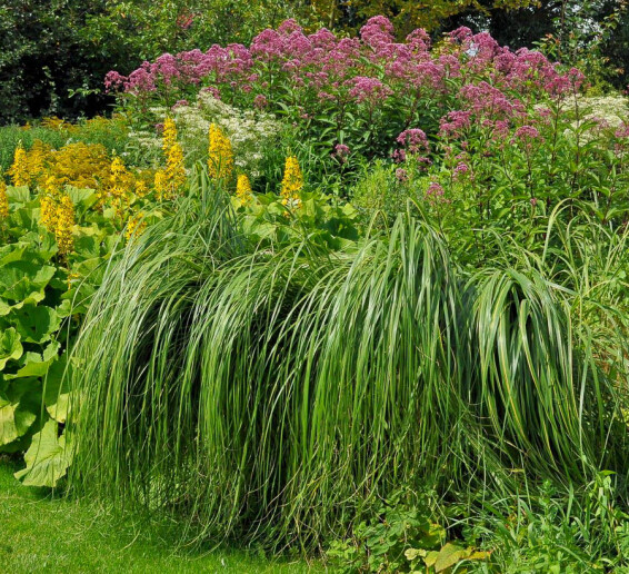 Спартина гребенчатая 'Aureomarginata' - 1