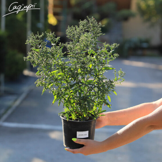 Астра кустарниковая 'Kassel', C1 - - 3 Астра кустарниковая 'Kassel', C1 - - 3