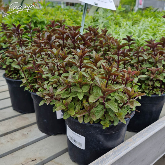 Мята перечная 'Eichenau' - 1