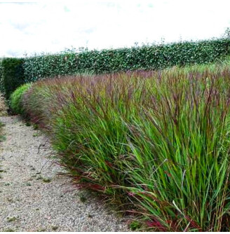 Просо вербовидне 'Squaw'